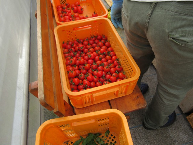 真っ赤なフルーツトマト